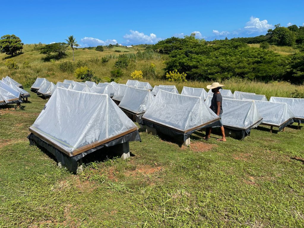 Fijian entrepreneur