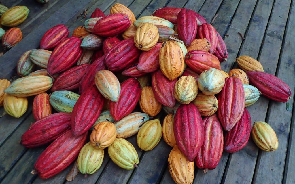 Cocoa pods